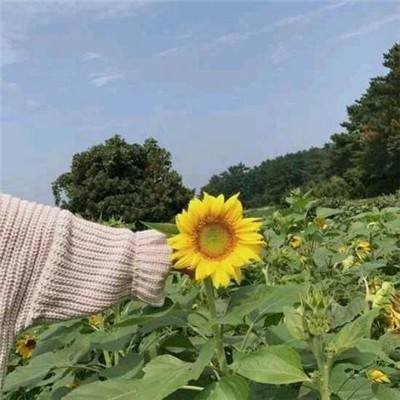 沙滩清洁官方版下载